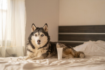 Blank cosmetic tube for pet brand near resting northern dog, package waiting for brand design, frame kept clean and simple. Still life. Concept of cosmetic product mockup standing beside calm husky © iwavephoto