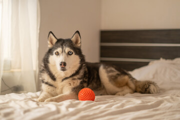 Siberian husky lying on white bed beside bright orange rubber ball, round object left within easy reach, game that needs no park. Wide shot. Concept of rubber ball playtime of husky lying on soft bed © iwavephoto