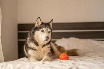 Northern dog watching spiky rubber ball toy on soft bedding, toy watched without single movement, frame for pet shop campaign. Wide shot. Concept of rubber ball playtime of husky lying on soft bed © iwavephoto