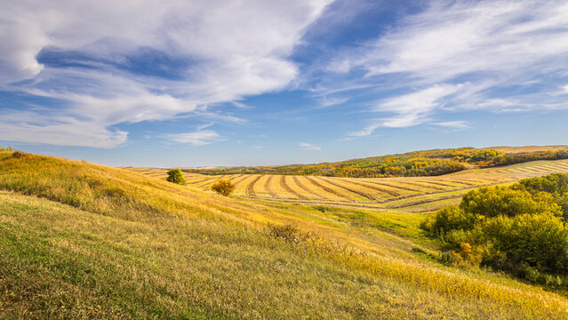 Harvested Saskatchewan Farmland with Curving Field Rows in the Autumn Prairie