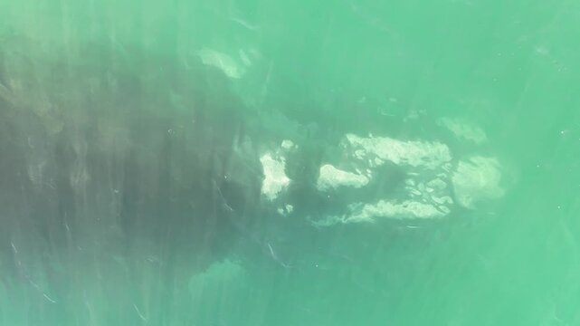 Ballena Franca Austral Pen&iacute;nsula Valdez Argentina Puerto Madryn - Right Whale 6