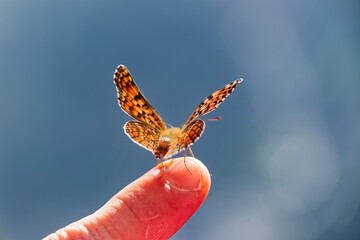 Open Wings Glanville Fritillary Melitaea cinxia Perched on Person Fingertip Close Up © Valentin
