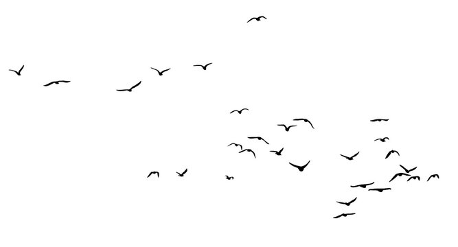 png flock of birds flying in sky isolated transparent or white background