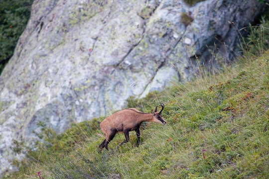 Alpine chamois walking up a steep rocky mountain meadow slope in daylight