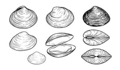 Hand Drawn Asian Freshwater Clam Shell Collection Vector Illustration © Sazida