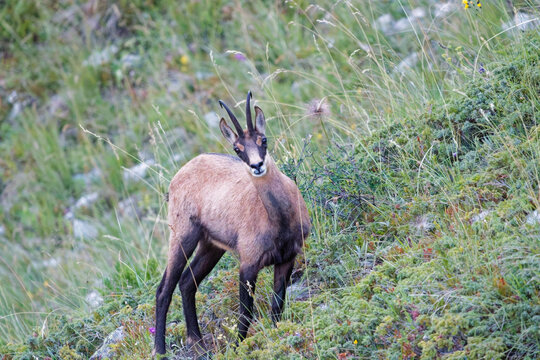 Alert chamois standing on a grassy alpine mountain slope looking at camera