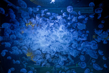 Swarm of moon jellyfish swimming in blue illuminated deep water aquarium tank © Valentin