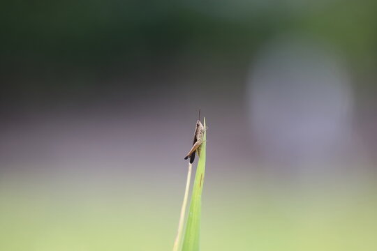Brown grasshopper perched on a green grass blade against a blurred background with copy space