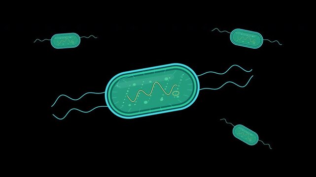 Rod shaped bacteria moving with flagella and visible internal structures on transparent background