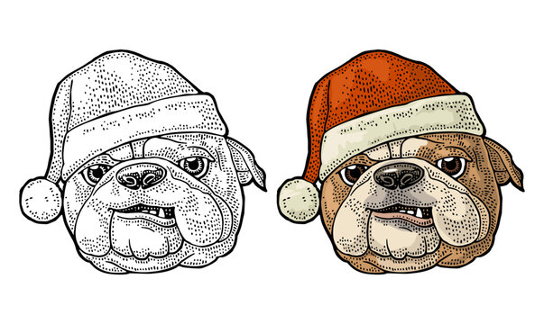 Bulldog head wearing Santa hat. Hand drawn color vintage engraving dog. Isolated on white. Perfect illustration for Christmas design, logo, mascot, t-shirt print, greeting card