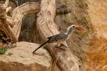Red-billed hornbill, bird close-up. © lapis2380