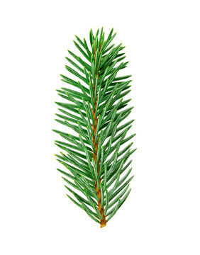 Green Spruce Fir Branch Element Isolated on Transparent Background.