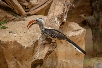 Red-billed hornbill, bird close-up. © lapis2380