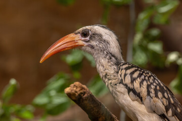 Red-billed hornbill, bird close-up. © lapis2380