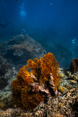 Vibrant golden sea fan coral on reef with scuba divers in background. © PIPE DIVE UNDERWATER