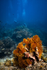 Vibrant golden sea fan coral on reef with scuba divers in background. © PIPE DIVE UNDERWATER