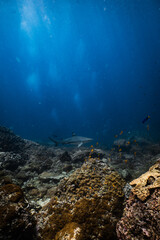 Blacktip reef shark swimming upward along reef wall in deep ocean water. © PIPE DIVE UNDERWATER