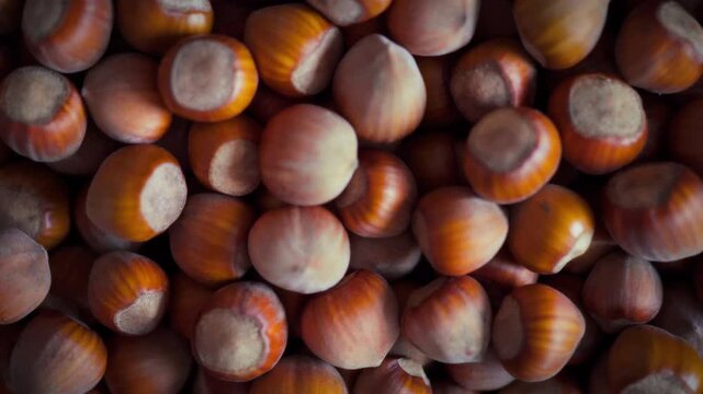 Background of hazelnuts in shell filling the frame. Smooth camera movement shows the natural texture of organic raw hazelnuts. A clean earthy pattern of freshly harvested whole nuts