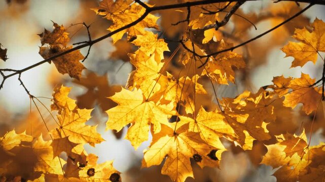 Background of yellow maple leaves filling the whole frame. The leaves sway in the wind in sunlight. Natural autumn texture of yellow and orange foliage, a seasonal pattern of fall colors