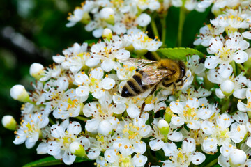 Honey bee (Apis mellifera) collecting nectar from a dense inflorescence of white flowers belonging to the family Rosaceae. © Oleg Kovtun