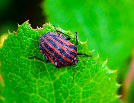 The striped shield bug (Graphosoma lineatum), also known as the striped bug or Italian striped bug, is a brightly colored true bug