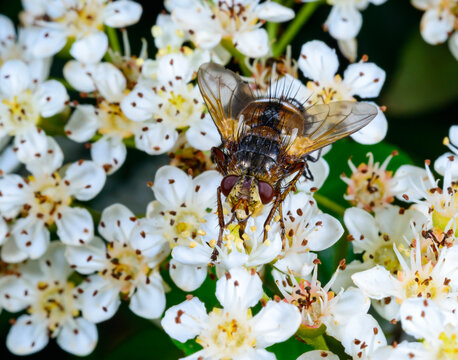 The orange tachinid fly (Tachina fera) from the family Tachinidae, resting on an inflorescence of white hawthorn or rowan flowers.