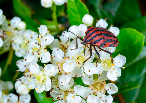 A close-up photograph of the Italian striped bug (Graphosoma italicum) on an inflorescence of white flowers.