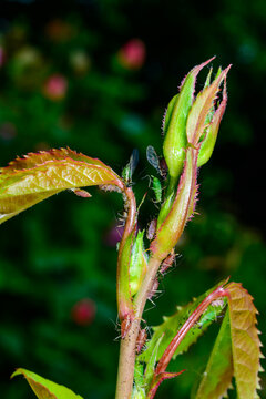 Severe infestation of a young rose shoot by a colony of rose aphids (Macrosiphum rosae).