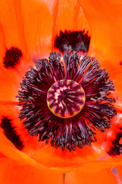 The reproductive zone of the Oriental poppy (Papaver orientale), belonging to the poppy family (Papaveraceae).