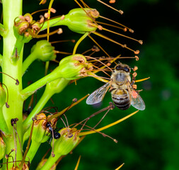 A honey bee (Apis mellifera) collecting nectar from a plant inflorescence, while an ant belonging to the family Formicidae is present on the lower part of the stem. © Oleg Kovtun