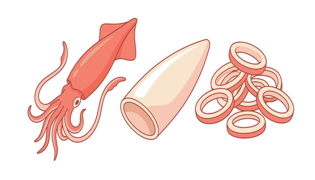 Fresh calamari squid vector illustration set. Seafood ingredient elements including raw whole pink squid, cleaned tube and sliced calamari rings.