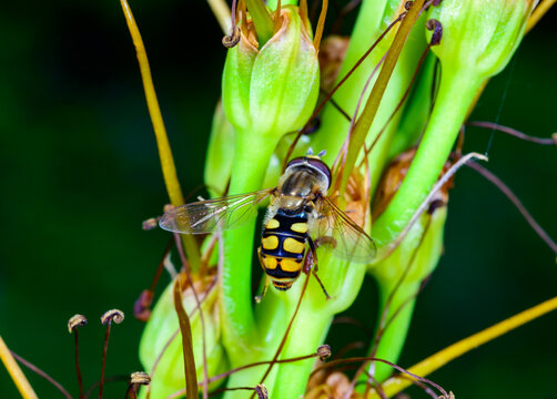 A hoverfly, tentatively identified as belonging to the genus Eupeodes (family Syrphidae), perched on the green inflorescence of a herbaceous plant.