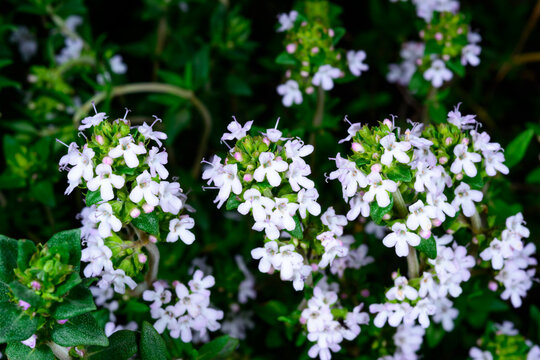 The inflorescences of common thyme (Thymus vulgaris), also known as garden thyme.