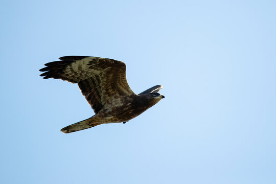 juvenile european honey buzzard (pernis apivorus) of dark morph in flight, found on autumn migration at Falsterbo in Sweden