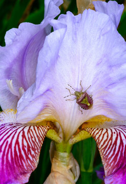 A flowering plant of the genus Iris (family Iridaceae) with an insect belonging to the family Pentatomidae (stink bugs) perched on one of its petals.