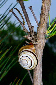 Forest snail (Cepaea nemoralis), belonging to the family Helicidae, photographed clinging to a vertical branch of a woody plant.