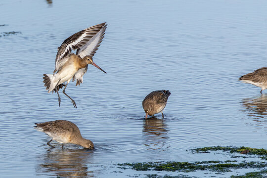 Black-tailed godwits feeding in shallow water