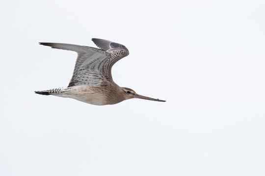 first year or juvenile bar-tailed godwit (limosa lapponica) in winter plumage in flight, found during autumn migration at Heligoland
