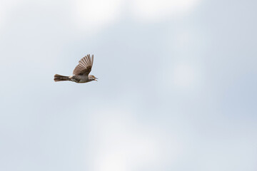 adult male barred warbler (curruca nisoria) doing song flight or display flight, found at former drilling area of the russian army in Brandenburg © Mathias Putze