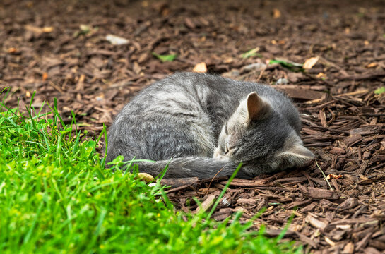 stray grey kitten sleeping outdoors after being given food