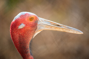 Naklejka premium Red crowned crane portrait with long beak and orange eye against blurred natural background