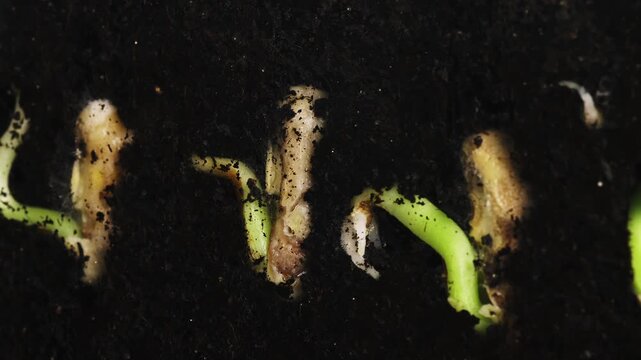 Macro time lapse reveals the full biological arc of haricot bean development. It begins with seeds in the earth tracking germination and shifts to natural end of cycle material begins to deteriorate