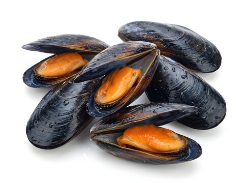 Fresh mussels on white background seafood cooking ingredient close-up culinary photography