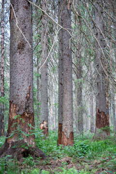 Standing dead spruce trees show extensive bark loss after European spruce bark beetle attack. Ips typographus outbreak causes forest decline, timber damage and increased risk of destructive windthrow.