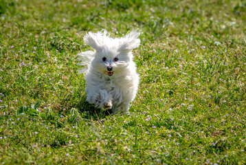 cagnolino bianco maltese © Stefania Loriga
