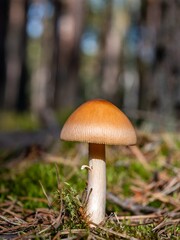 Tawny grisette (Amanita fulva) in the autumn season. © Adam