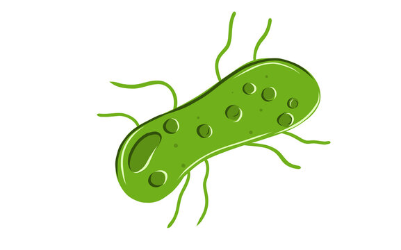 Green oval microbe bacteria with flagella line art vector illustration isolated on background