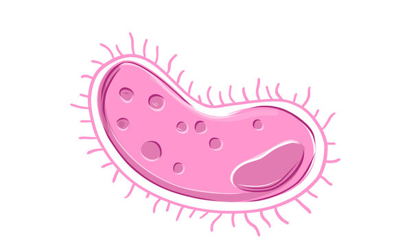 Pink oval microbe bacteria cell with cilia line art vector illustration isolated on background