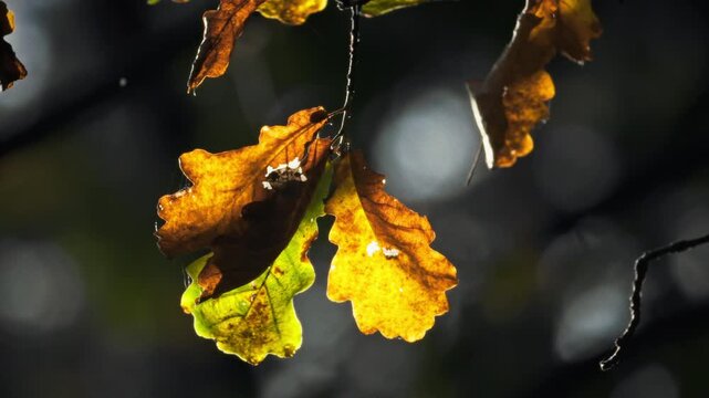 Oak branches in close-up show the slow change of the year. Some leaves keep their summer green, others glow yellow and orange. A light breeze moves the foliage, warm sunlight follows the leaf contours