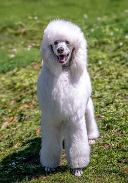 Barbone bianco